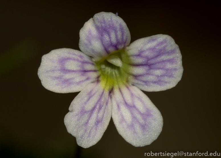 Pinguicula